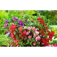 KIRA SEEDS - Garden Balsam Mix - Impatiens balsamina - Annual Flowers ...