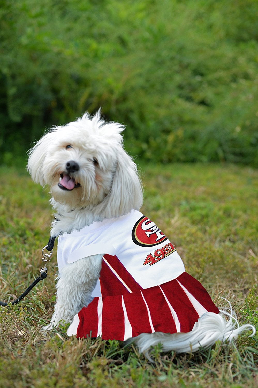 49er dog cheap gear