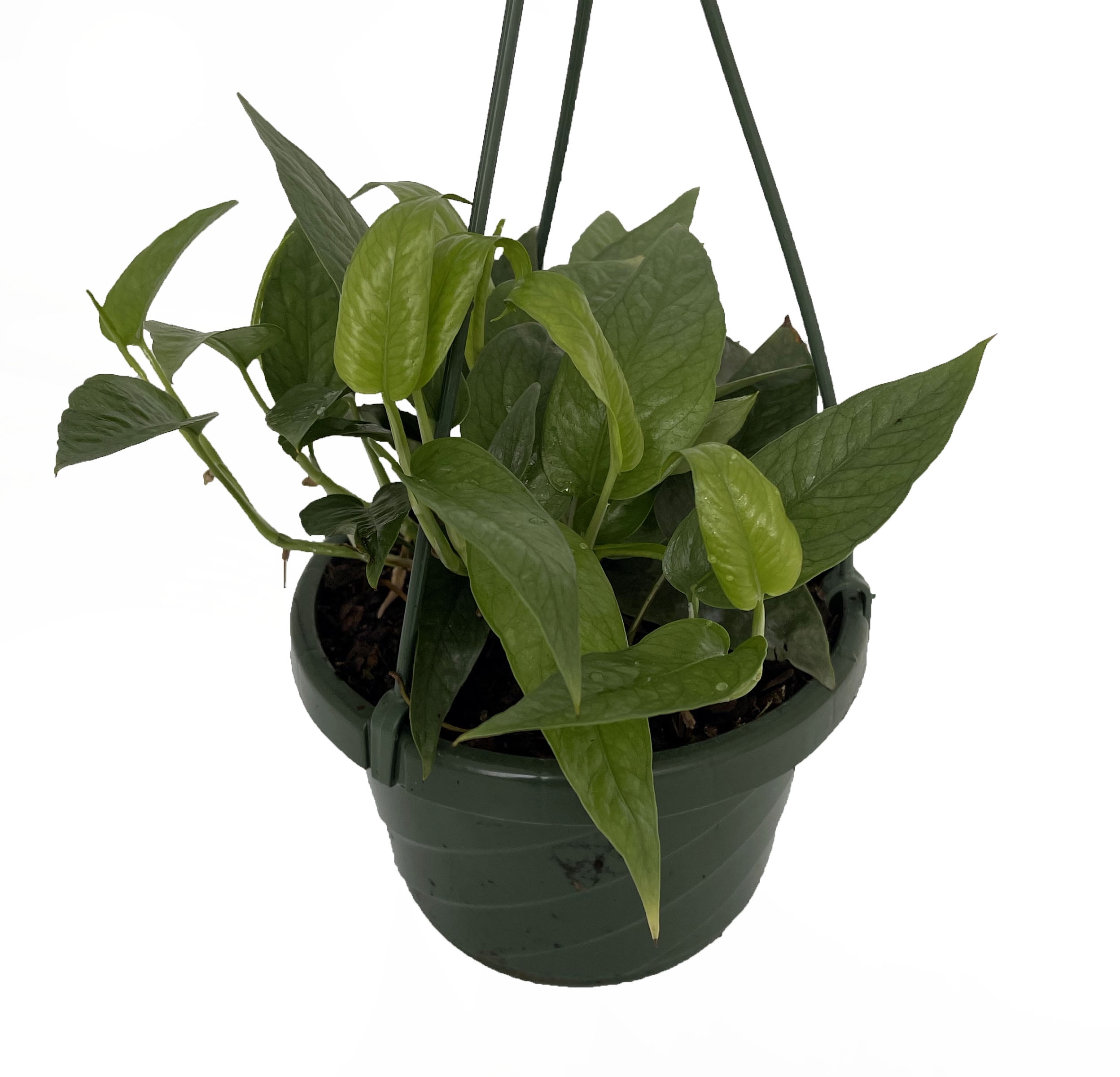 Rare Cebu Blue Pothos Epipremnum Pinnatum 4 Pot Walmart Com