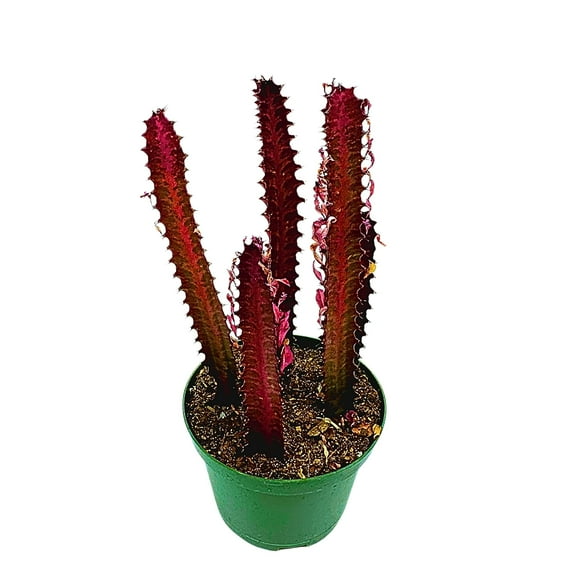 Red African Milk Tree, 6 inch Pot, Euphorbia Trigona, All red
