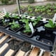 thumbnail image 4 of 10pcs Cesta de siembra Raíz de siembra verde Planta cuadrada Cultivo de agua Jardín Siembra de invernadero Macetas de cultivo sin suelo Negro, 4 of 6