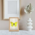 thumbnail image 6 of Butterfly Display Case: Wooden Picture Specimen Box 6, 6 of 6