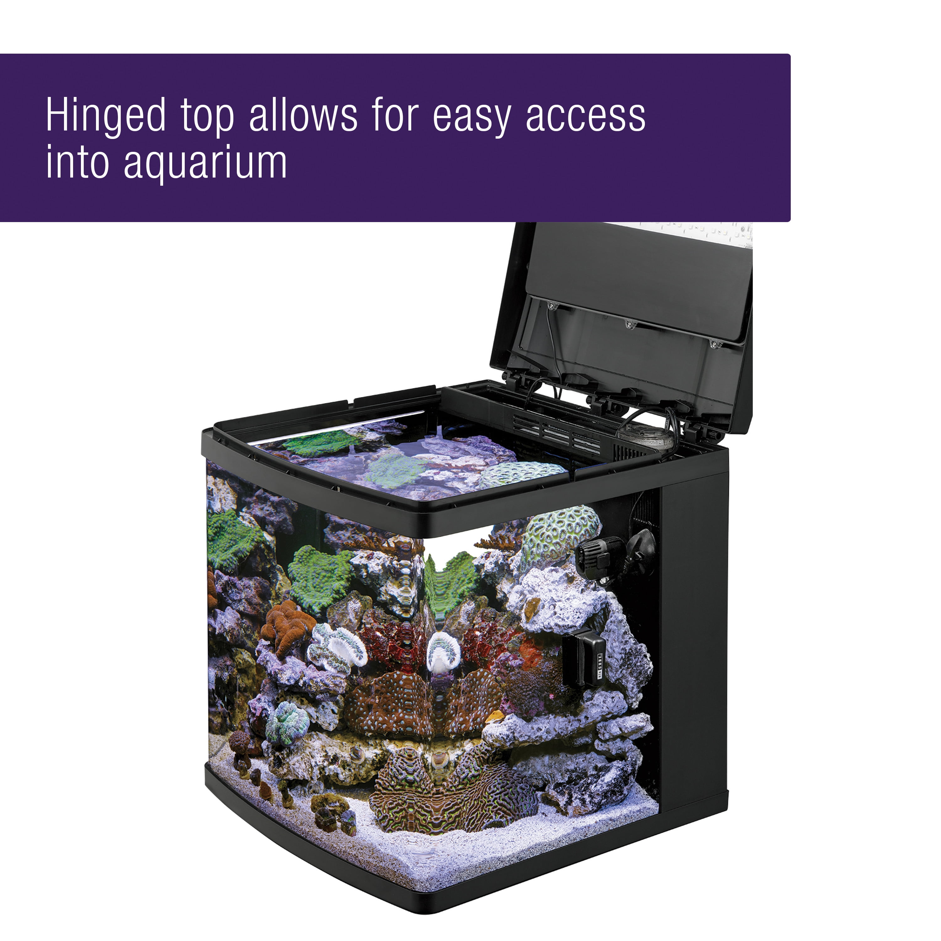 dragon aquascape
