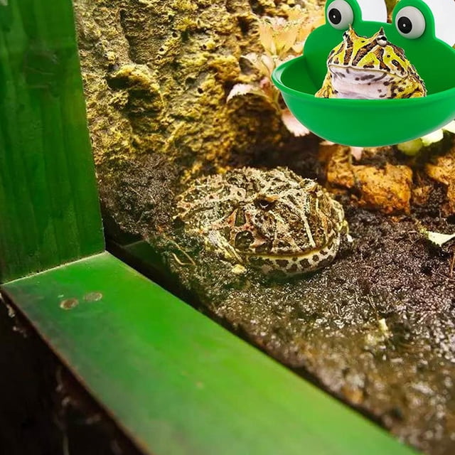 Hábitat de Rana Acuática, Plástico Lindo Hábitat de Sapo Seguro con Tazas de Succión para Renacuajo