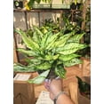 thumbnail image 2 of 6 inch pot- Live Aglaonema #003 'First Diamond' Chinese Evergreen - Good luck plant, 2 of 3