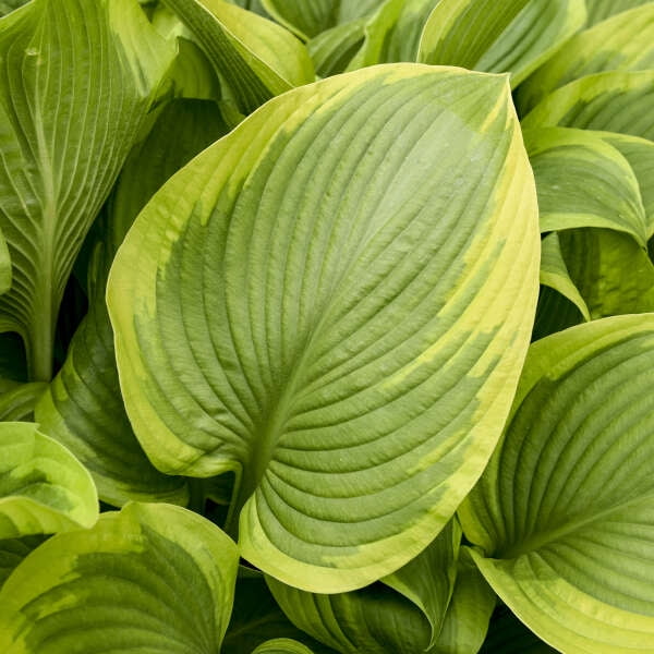 Proven Winners 10" Shadowland 'Lone Star' hosta (Hosta hybrid) Perennial Live Plant in 6.5" Pot