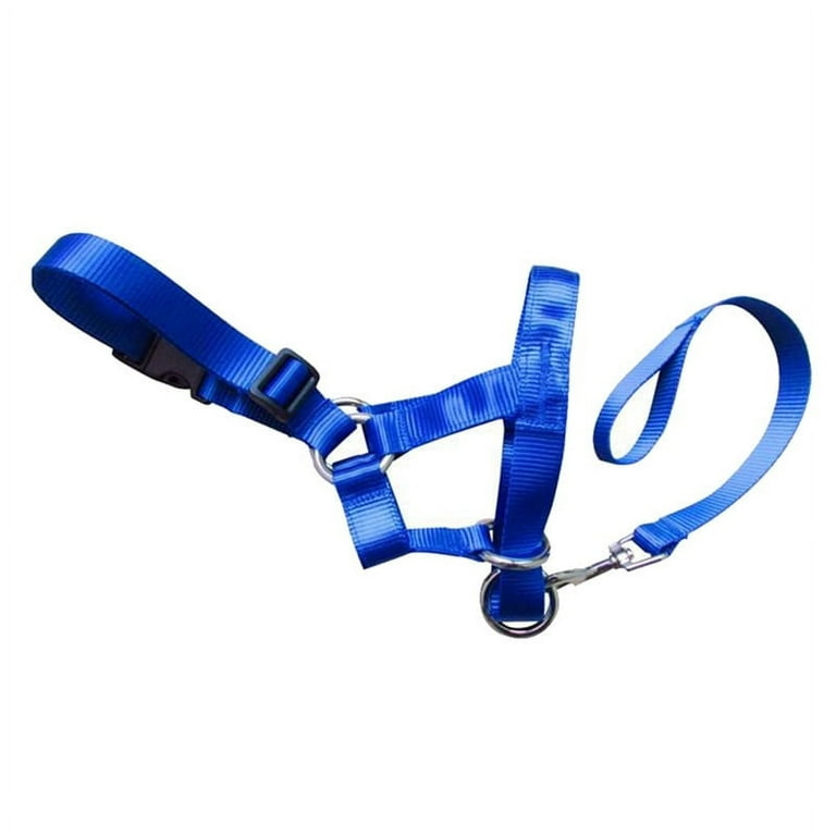 Yliping Dog Color Nylon Rope Pet Traction Rope Medium and Large Dog Pet Traction  Rope Hairy Pet Traction Rope (Color : Blue) : : Pet Supplies