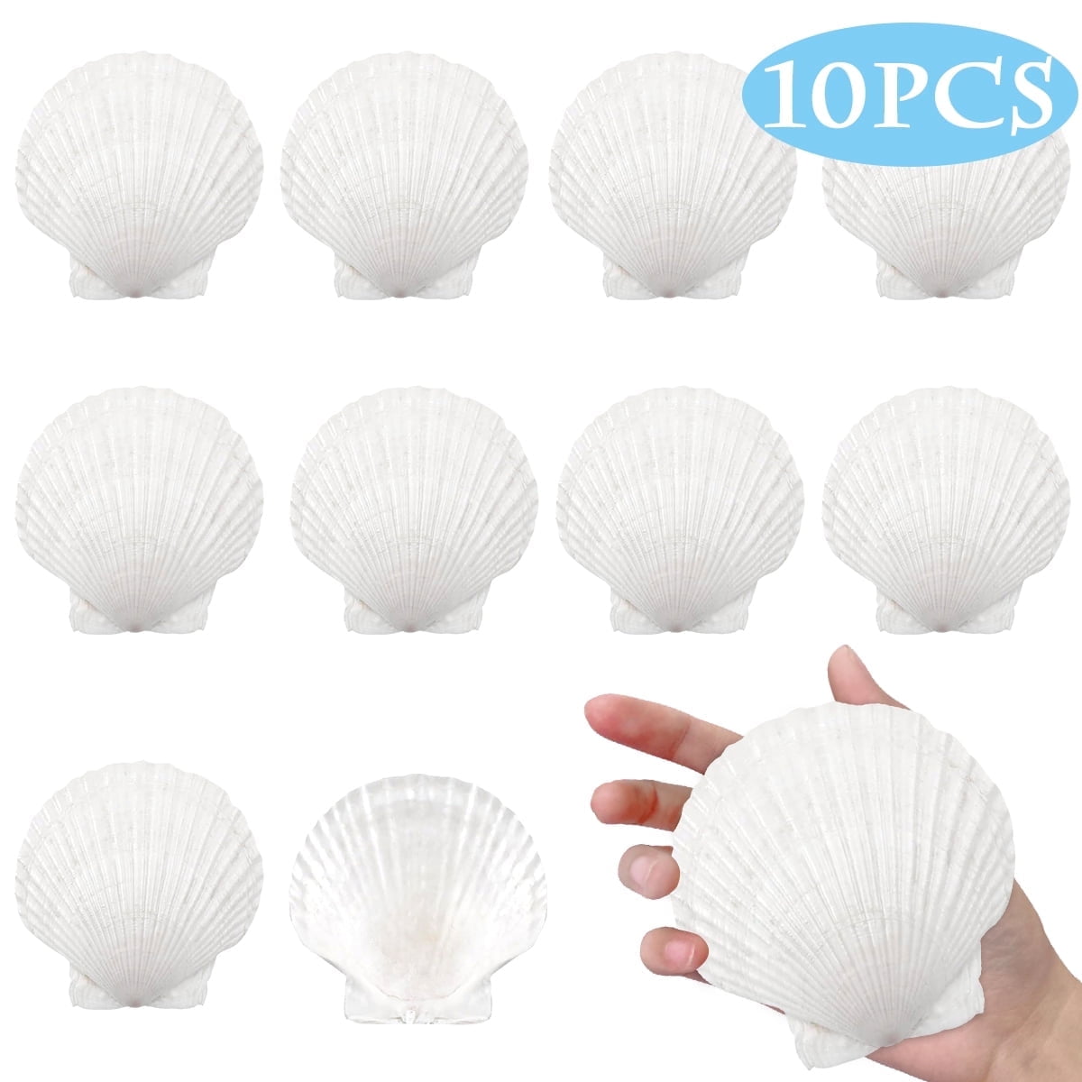 Sea Scallop Shells for Crafts Baking Cooking Serving Food Large Natural Seashells for DIY Crafts Seashell Beach Decorations for Home Decor 4-5 in 10 Pcs White