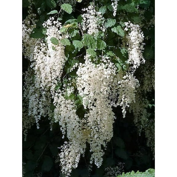 100 White OCEANSPRAY Shrub Creambush Mountain Spray Holodiscus Flower Seeds
