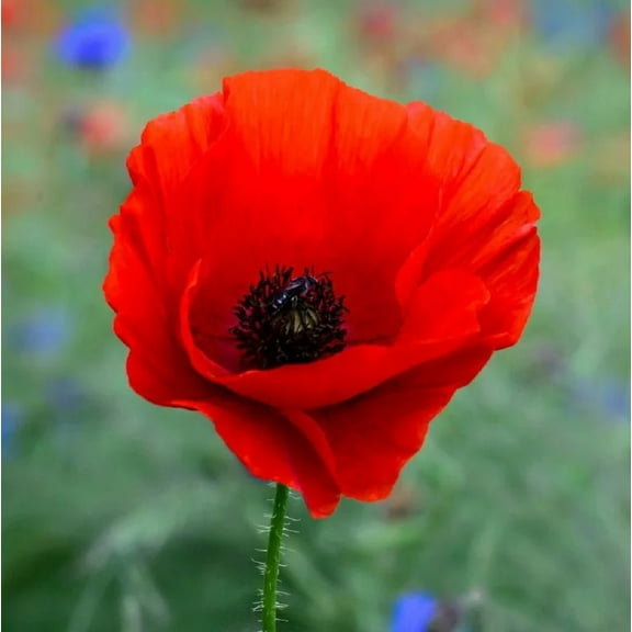 Red Poppy, 200  Seeds, Worlds Most Popular Flower, Stunning Red Poppies
