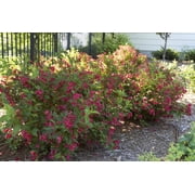 Red Weigela – Hardy Flowering Shrub with Bright Red Blooms for Garden Borders and Landscapes