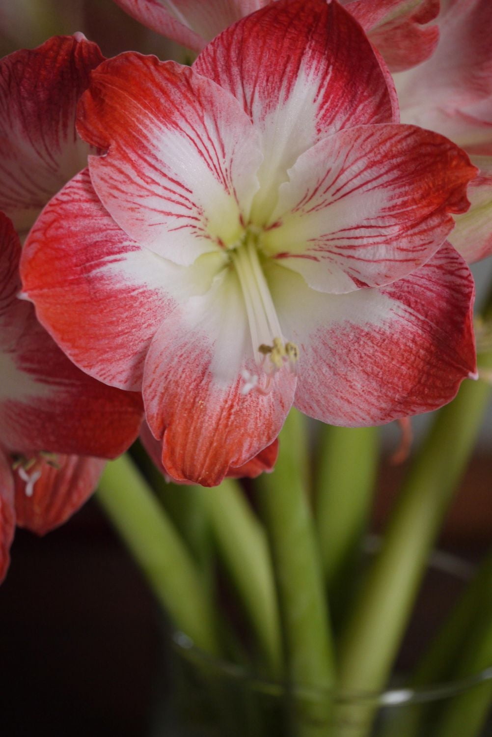 TASC FLOWER BULBS - AMARYLLIS MINERVA- 1 BULB