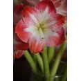 thumbnail image 1 of TASC FLOWER BULBS - AMARYLLIS MINERVA- 1 BULB, 1 of 1