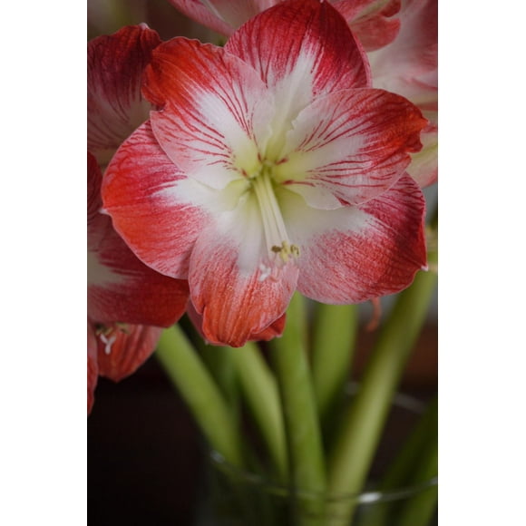 TASC FLOWER BULBS - AMARYLLIS MINERVA- 1 BULB