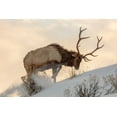 thumbnail image 2 of The Yellowstone Collection 32x23 White Modern Wood Framed Museum Art Print Titled - Bull Elk Searches for Food, Yellowstone National Park, 2 of 4
