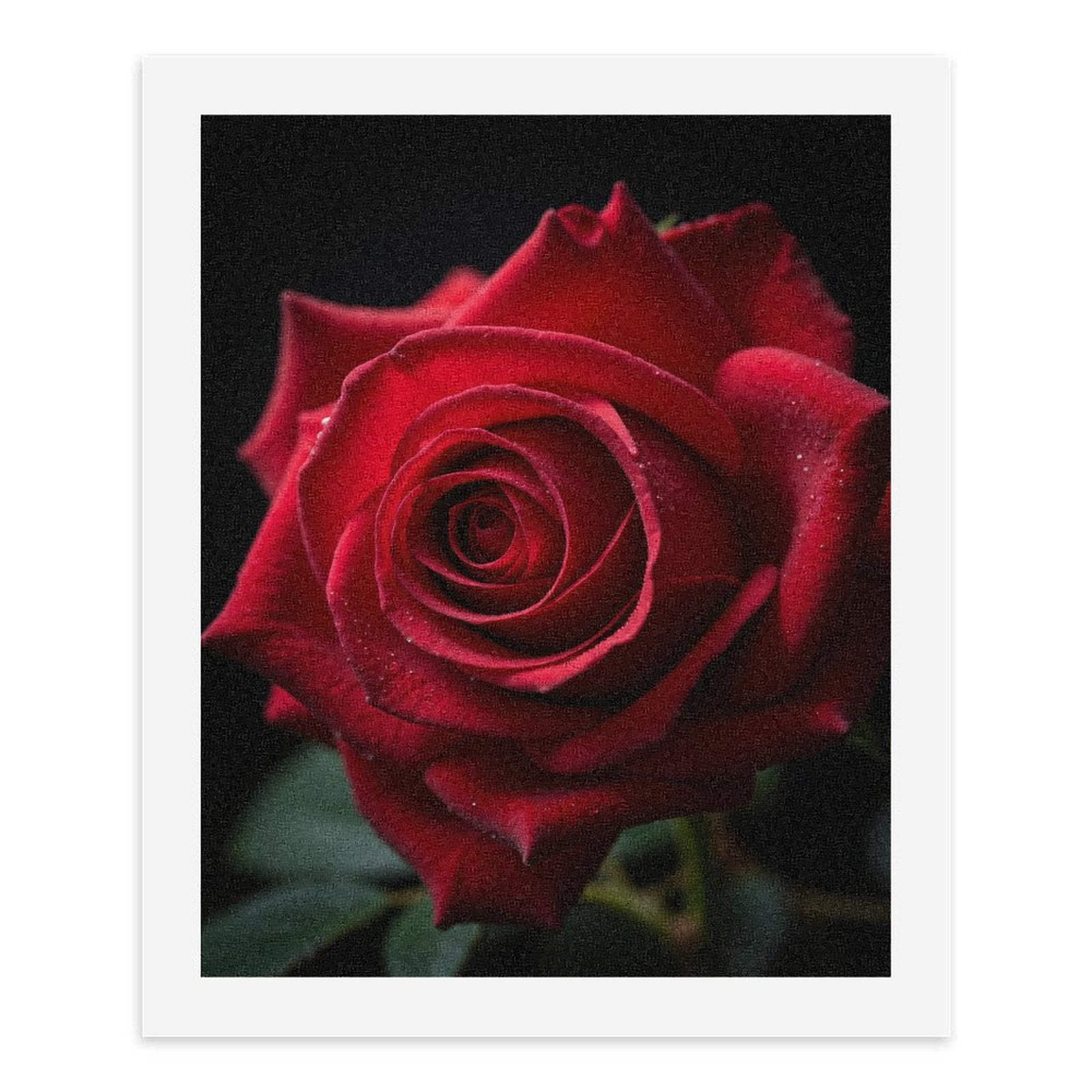 Paint By Numbers Kit for Adults Beginner - DIY Red Rose Close Up Petals Bloom Canvas Painting Kits for Adults, Frameless Paint By Number for Adults for Home Wall Decor 16x20 Inch