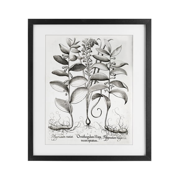 Vintage Botanical Root Study Black Framed Print Under Glass, design by Lettered and Lined