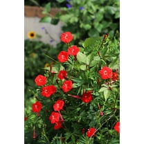 30 CARDINAL CLIMBER VINE Ipomea Quamoclit Red Flower Seeds