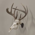thumbnail image 3 of Allen Company Ez Mount Skull Hanger, Fixed, Matte Brown, Steel, 3 of 7