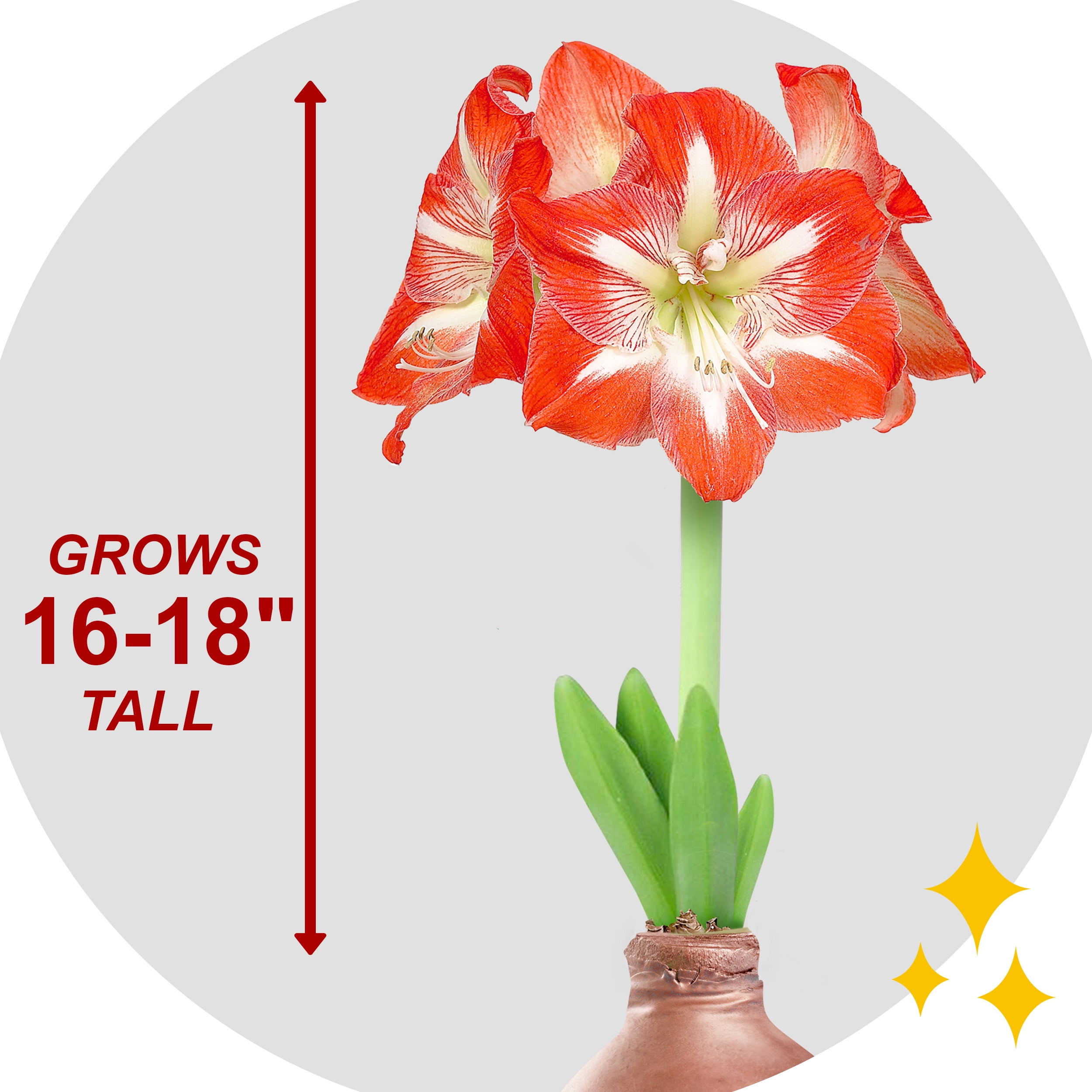 Garden State Bulb Minerva Waxed Amaryllis Flower Bulb, 30/32cm (Rose Gold Wax)