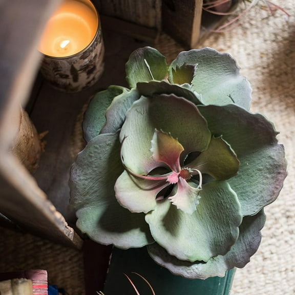 Potted Succulent Gigantea Succulent