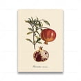 thumbnail image 3 of Pósteres y grabados vintage de frutas botánicas retro, limón, ciruela y naranja, arte de pared, pintura en lienzo, imágenes de pared, decoración de cocina, 3 of 5