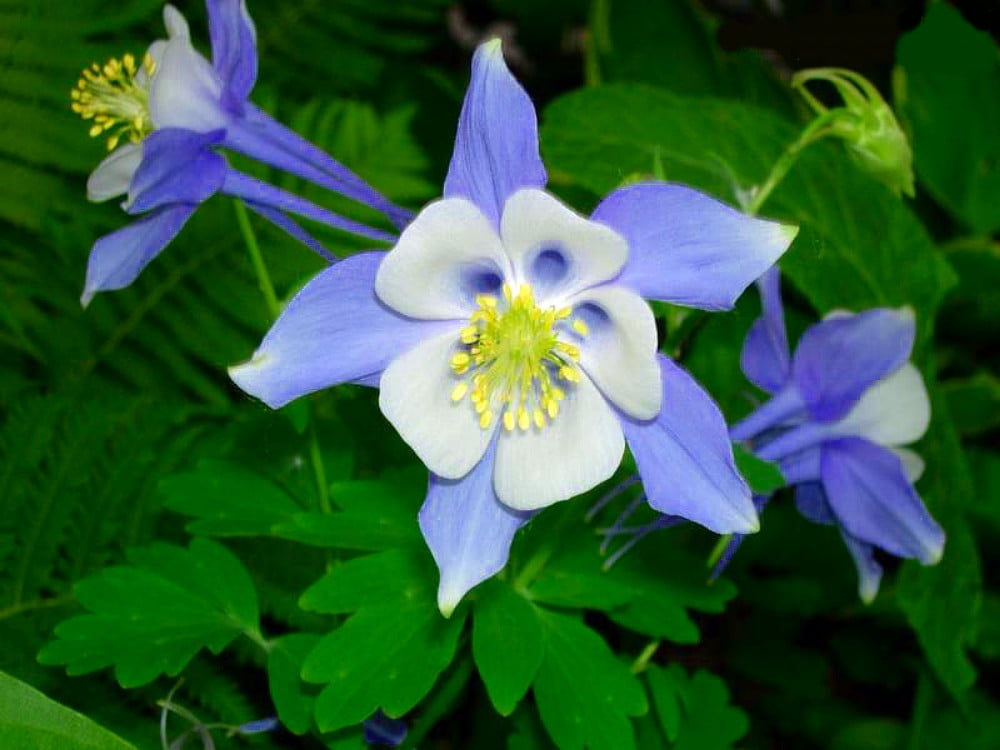 Blue Bird Songbird Columbine Aquilegia Live Plant Quart Pot Walmart Com Walmart Com Blue Bird Songbird Columbine Aquilegia Live Plant Quart Pot Walmart Com Walmart Com