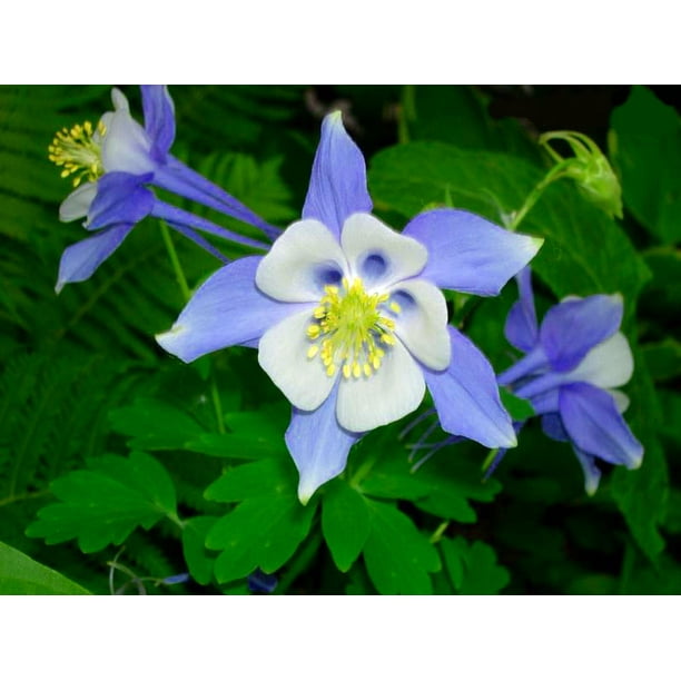 Blue Bird Songbird Columbine - Aquilegia - Live Plant - Quart Pot
