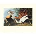 thumbnail image 3 of Audubon, John James 18x15 Black Modern Framed Museum Art Print Titled - Eider Duck (decorative border), 3 of 5
