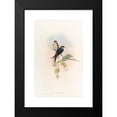 thumbnail image 2 of John Gould 17x24 Black Modern Framed Museum Art Print Titled - Indian Mosque-Swallow (1850-1883), 2 of 5