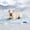 light gray, variant on Premium Dog Cooling Mat Non-Slip Q-MAX>0.5 Self-Cooling Pad for Small Pet Cat Indoor Portable Kennel Puppy Bed for Summer Crate Pad for Dog Washable