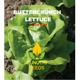 thumbnail image 2 of Sunutri Seeds 1000 Lettuce Plant Seeds, 2 of 2