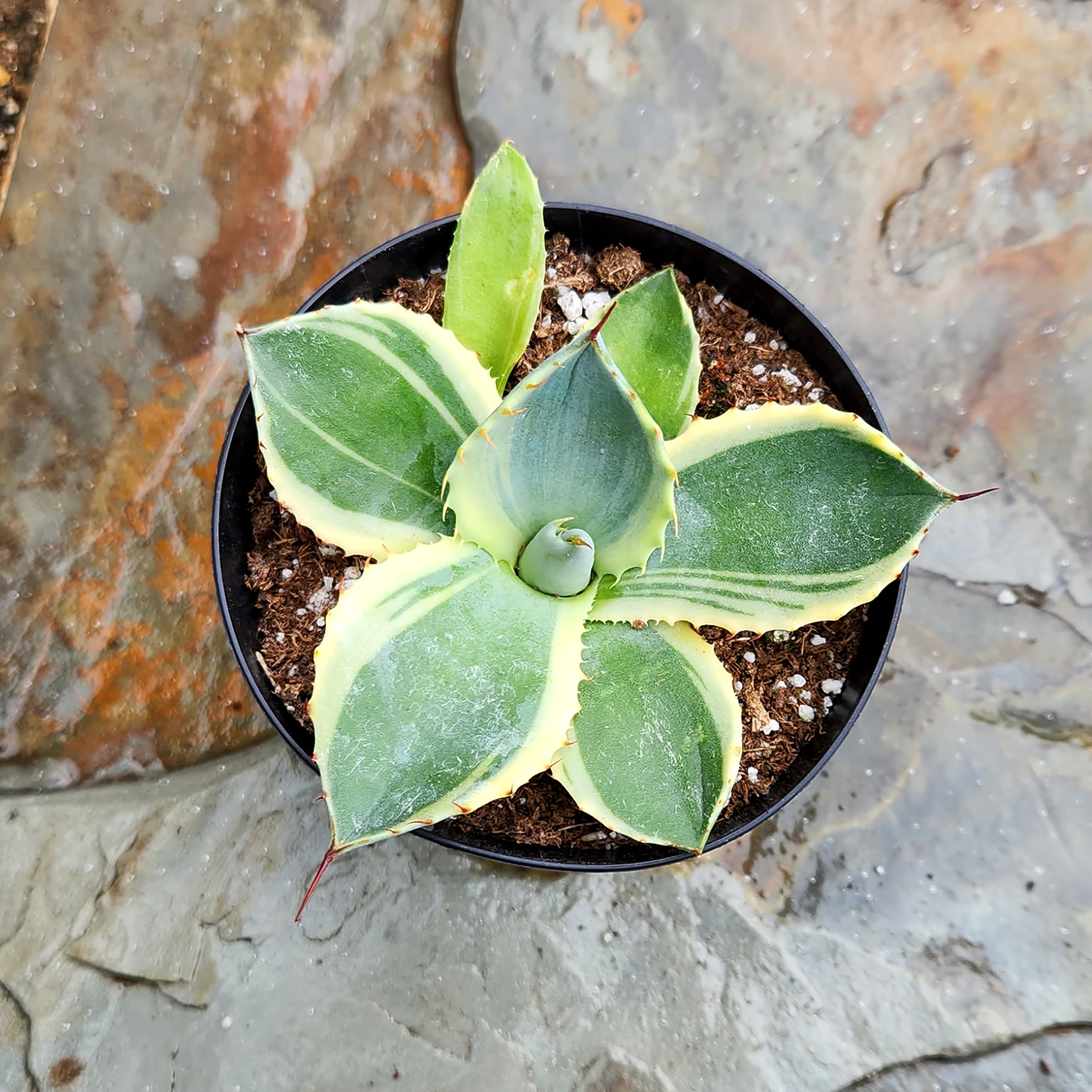 Altman Plants Variegated Agave 'Orizaba' Uncommon & Unique Succulent in 3.5" Grower Pot
