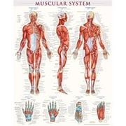 BarCharts 9781423220664 Muscular System-Laminated