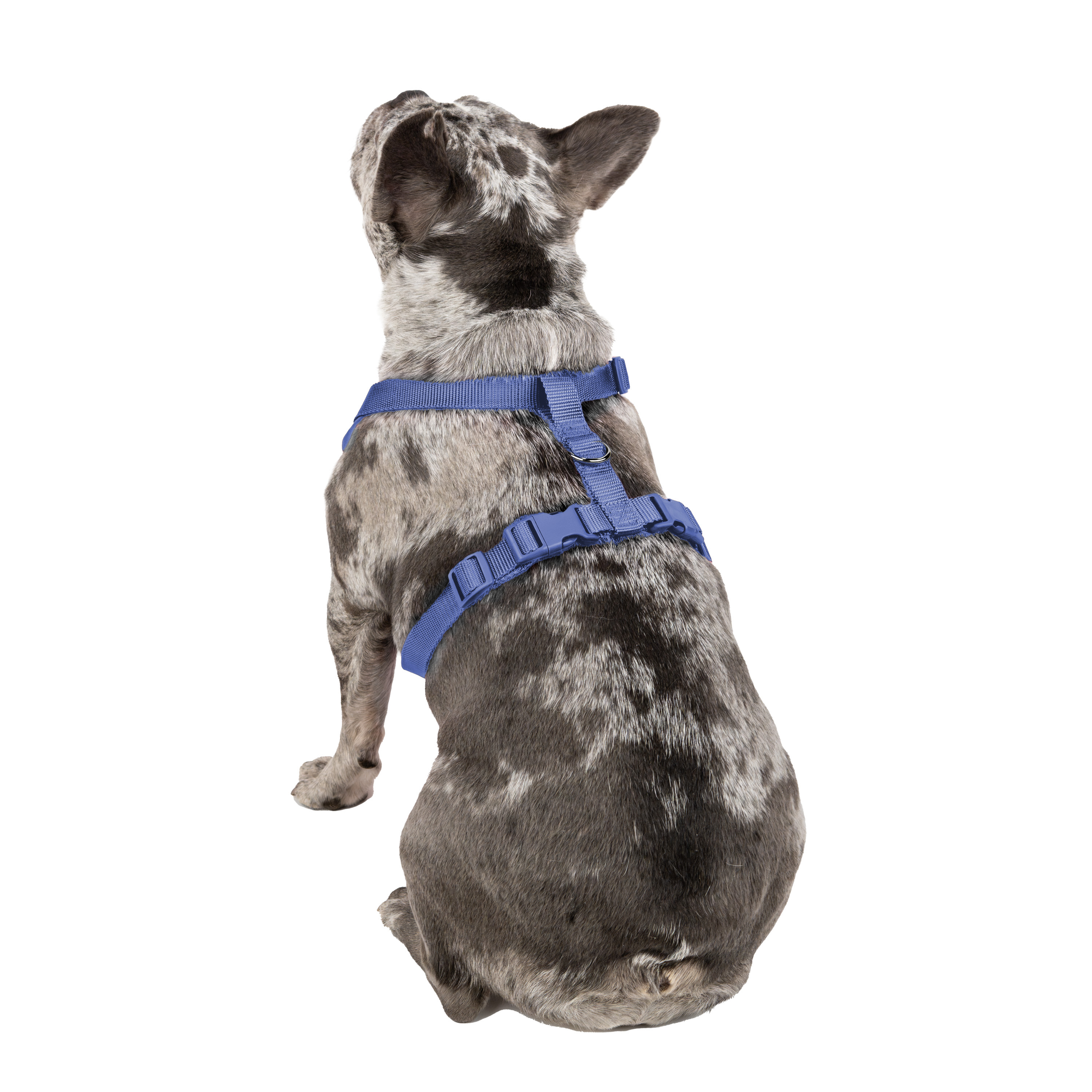 Vibrant Life Polyester Mesh Adjustable and Reflective Dog Walking Harness, Blue, M