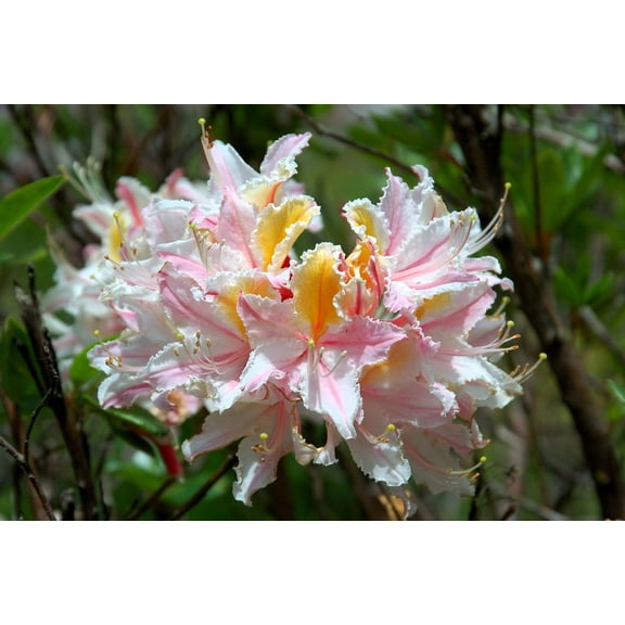 20 WESTERN AZALEA Pink White Yellow Shrub Flower Rhododendron Occidentale Seeds