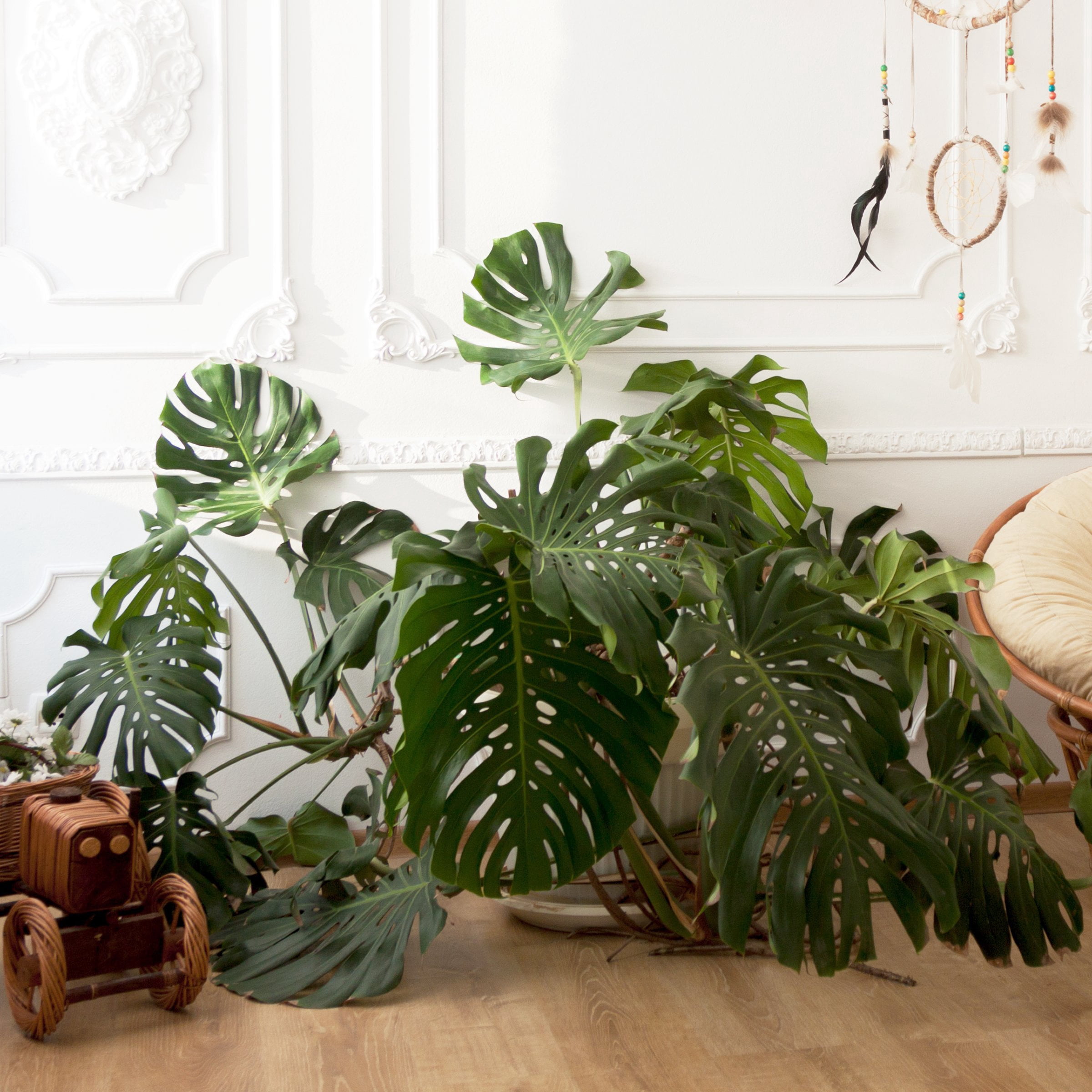 6 in. Monstera Deliciosa Plant in Grower Container