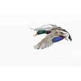 thumbnail image 2 of Delisle, Gilles 24x17 White Modern Wood Framed Museum Art Print Titled - Canada, St Catherine Mallard drake landing, 2 of 4