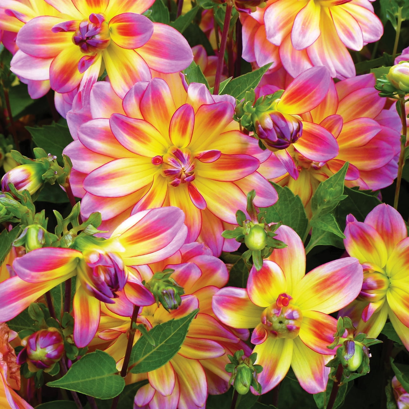 Van Zyverden Dahlia Pacific Ocean Dormant Bulb Full Sun, MultiColor