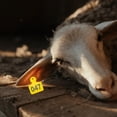 thumbnail image 2 of 100 Sets Farm Animals Cow Pig Number Ear Tag Signs Farm Animal Identification Tags, 2 of 6