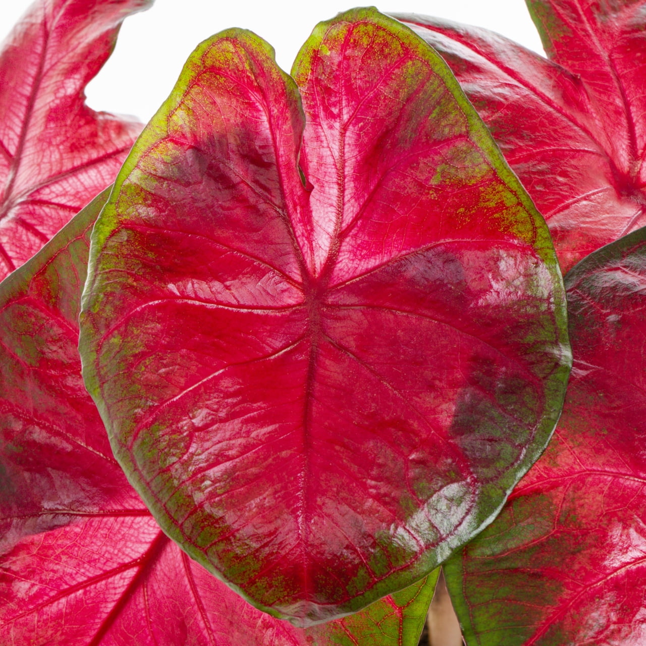 Proven Winners 2QT Multicolor Caladium Live Annual Plant Sun 3-Pack