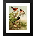 thumbnail image 2 of Christian Anton Goering 15x18 Black Modern Framed Museum Art Print Titled - The North American Vogelwelt Pl26 (1891), 2 of 5