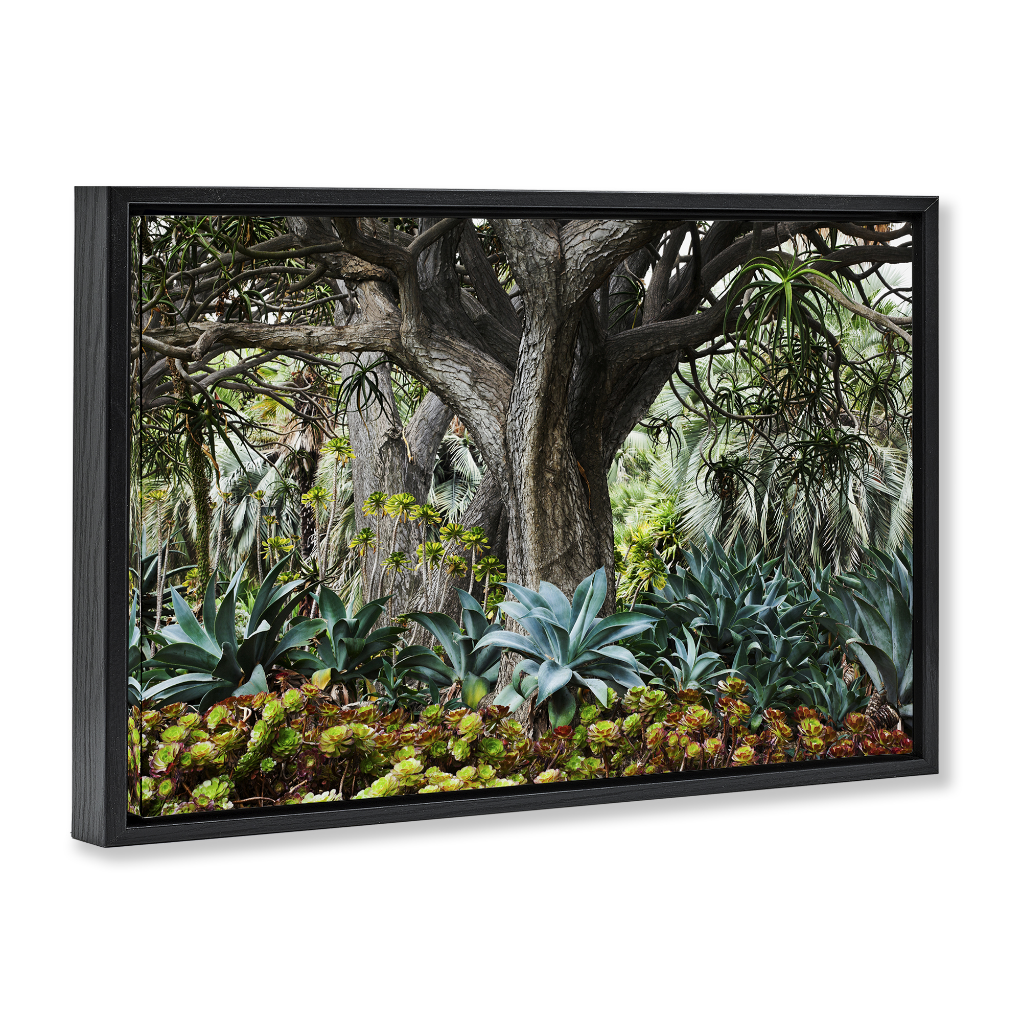 Stupell Industries Lush Tropical Vegetation Landscape & Nature Photography Black Floater Framed Canvas Art Print Wall Art, 25 x 17