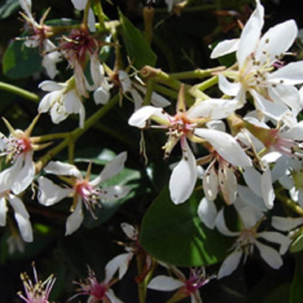 Expert Gardener Snow White Indian Hawthorn Live Evergreen Shrub, White Blooms, 2.5 qt, Full Sun Outdoor Plant