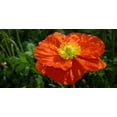 thumbnail image 2 of Red Shirley Corn Poppy Seeds/ Annual/ Full Sun/  50K Seeds 1/4 oz/ Zellajake Farm and Garden - B83, 2 of 5