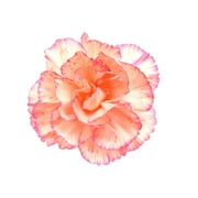 Seedville 50 Picotee Mix Carnation Flower Seeds, Double Bicolor Striped, Dianthus Caryophyllus
