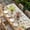 Beige, variant on Thanksgiving Eucalyptus Table Cloths for 4 Foot Rectangle Tables, Autumn Flowers Fall Birds Plants Patio Waterproof Elastic Fitted Tablecloths, Washable Rectangular Table Cover for Camping