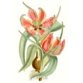 thumbnail image 2 of Curtis  13x18 White Modern Wood Framed Museum Art Print Titled - Curtis Tulips I, 2 of 4