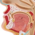thumbnail image 3 of Modelo de Cavidad Laringofaríngeo Oral Nasal de Tamaño - 11,5 x 18,5, 3 of 8