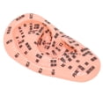 thumbnail image 2 of Ear Zone Model, Excellent Educational Tools Human Ear Acupuncture Model Comfortable Touch Feelings  For Classroom For School For Teaching For  School, 2 of 8